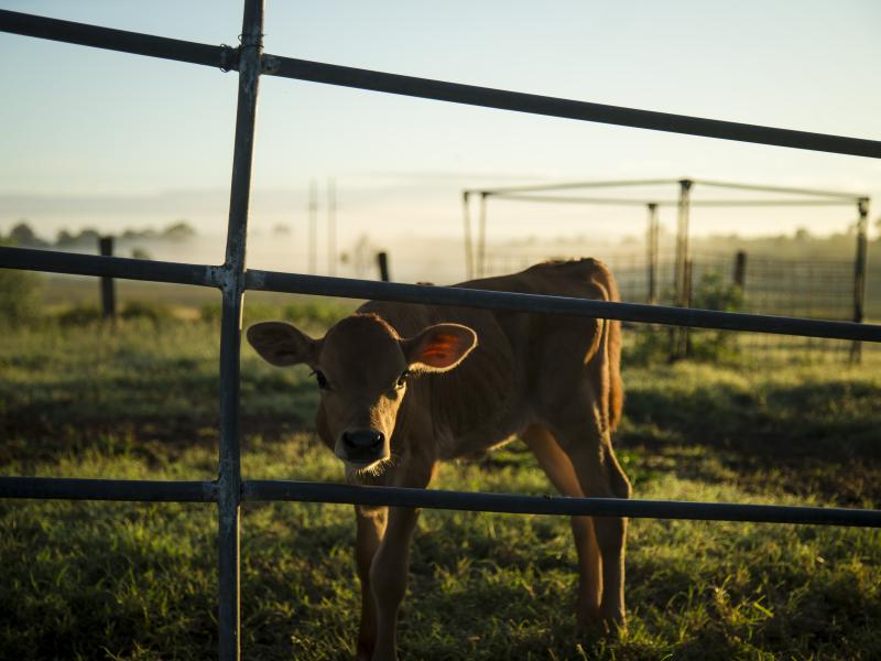 Cattle
