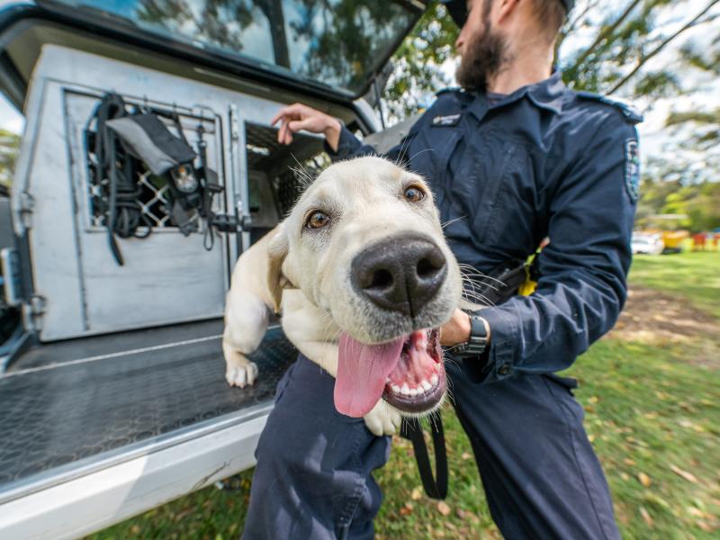 Photo of labrador dog